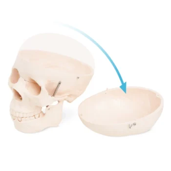 Human Skull Model - Image 4