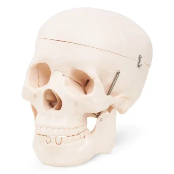 Human Skull Model - Image 1