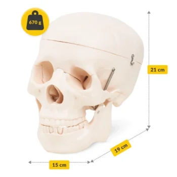 Human Skull Model - Image 2