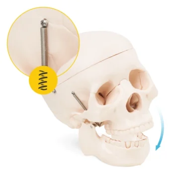 Human Skull Model - Image 3